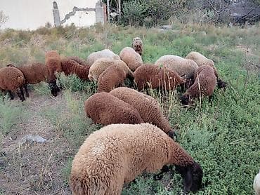 at satiwi: Dişi, Qala, il: 1, 50 kq, Damazlıq — 8