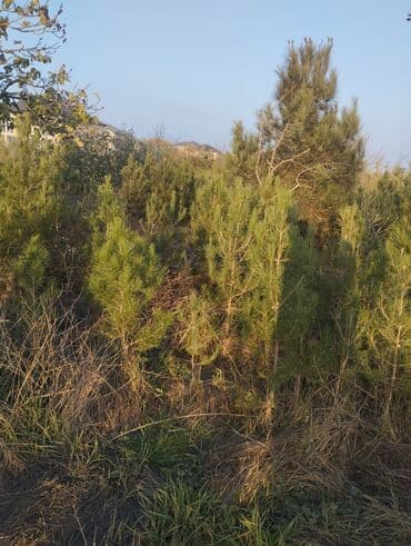 Bıçaqlar: Şam ağacı fidanları - Növ: Şam (iynəyarpaq, həmişəyaşıl) - Təyinat — 4