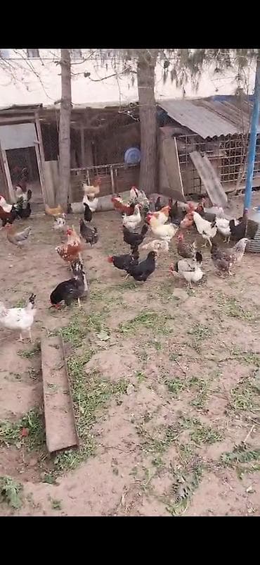 yemler: Təbii şəraitdə bəslənən qarışıq cins yumurta toyuqları və xoruzlar - — 2