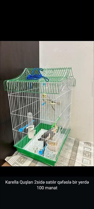 2 ədəd karella quşu və qəfəs komplekti - 2 quş bir yerdə verilir -
