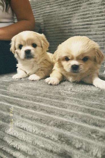 heyvan bazarları: Pekines, 2 ay — 2