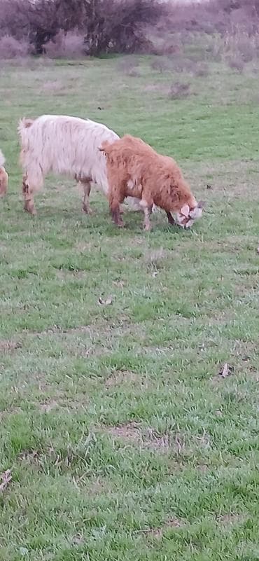 Dana, buzov: Qoyun və keçi sürüsü - Növ: Yerli uzun yunlu qoyun və keçilər - — 2