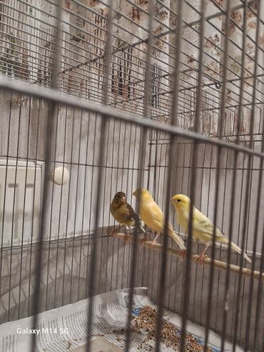 İtlər: Erkək quşlar satılır — 1