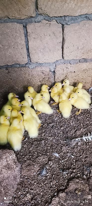 quş tələsi: Lal Aq ordek balasi satilir 1ededi 5 azn 3 gunuk unvan saray Qesebesi — 1