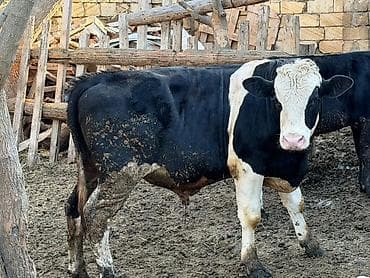 Holştayn tipli qaramal (erkək dana) 1yaş 1ayliqdir ( boş-boş yiğib