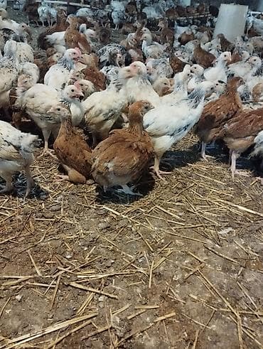 broyler cuce satisi: Toyuq cücələri, Ətlik — 1