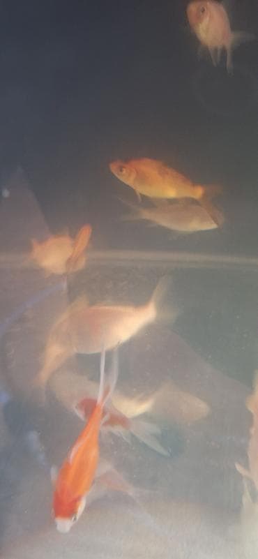 Digər heyvanlar: Qızıl balıq, Sülhsevər, Pulsuz çatdırılma — 3