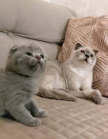 pisik sinsila: Şotland yastı qulaq — 6