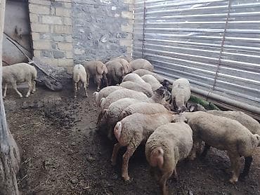 yem satisi: Salam təmiz Qurbanlıq 8 - 9 - aylıq ərkək quzulardır diri çəki satılır — 8