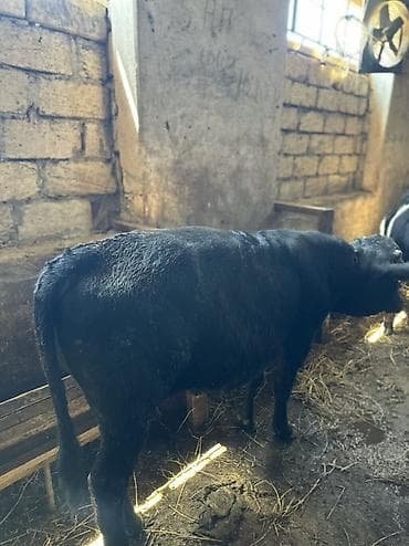 simmental cinsi: Etlik verilmir narahat etmeyinQara rəngli Erkek Dana. - Yaş — 2