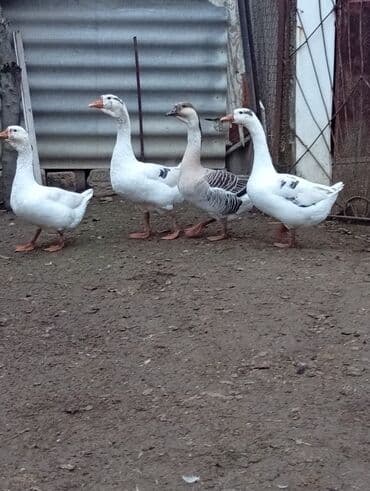 Gəmiricilər: Qazlar satılır – həm ətlik, həm də damazlıq məqsədlər üçün — 8