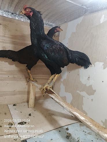 ingilis it adlari: Qara rəngli heyratı kənd toyuğu (xoruz). Uzun boylu, incə quruluşlu — 3