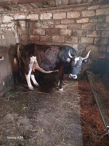 iri buynuzlu mal: Südlük inək satilir tecili satilir 1 ayliqda behere gelib 6 .7 sud — 2
