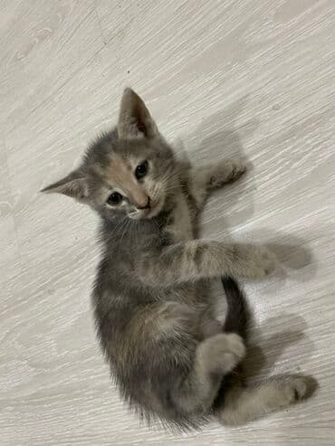 siam pişiyi qiyməti: Yaxşı əllərə — 4