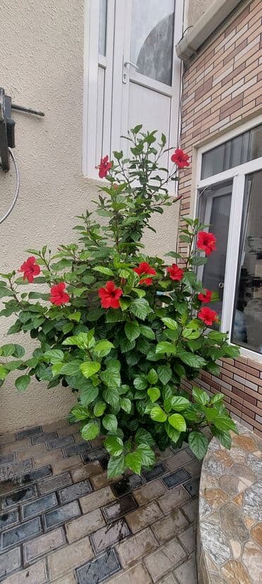 qırmızı gül şəkilləri: Qırmızı hibiskus (Çin qızılgülü) – iri, parlaq qırmızı çiçəkləri və — 1