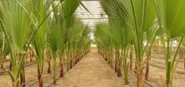 turkanda ev: Bakı, Türkan qəs., 1500 kv. m, 7 otaqlı, Hovuzlu, Qaz, İşıq, Su — 2