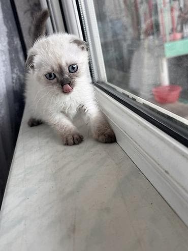 pişiy adları: Şotland, Dişi, Ödənişli çatdırılma — 1