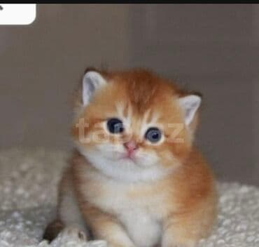 шотландская вислоухая кошка цена в баку: Şotland yastı qulaq, Erkək, Dişi, Ünvandan götürmə — 8