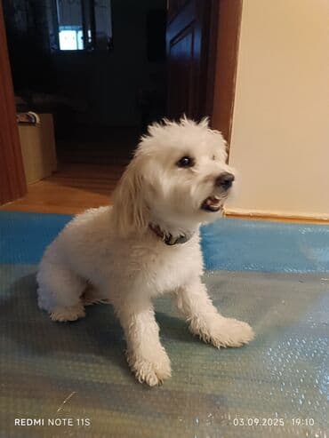 pitbull tap az: Maltipoo tipli kiçik ölçülü ev iti – ağ, buruq tüklü, qara burunlu və — 4