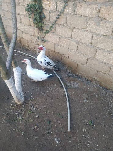 Inəklər, öküzlər: Erkək, | Lal ördək, Damazlıq, Ünvandan götürmə — 7