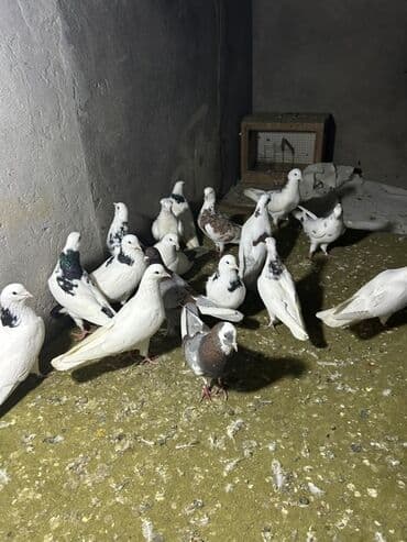 drakon goyərcin: Kom 12 manatdan tek tek ferqldi — 7