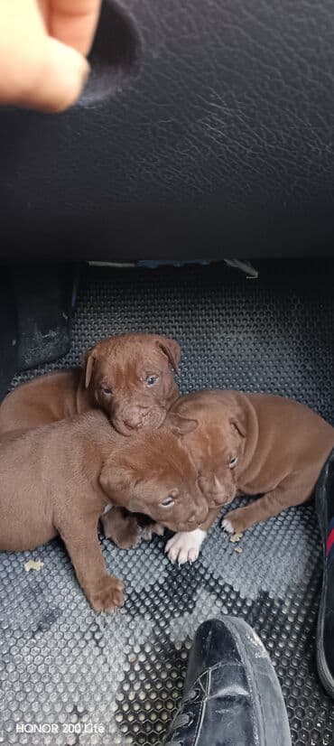 pisiye verilen adlar: 1 ay — 3