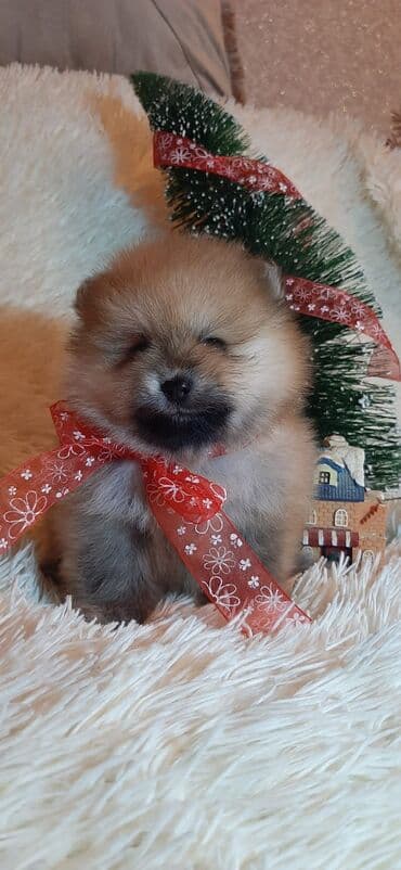 pulsuz heyvanlar verilir: Şpitz, 1 ay, Dişi — 1