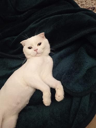 Digər heyvanlar: Şotland yastı qulaq — 7