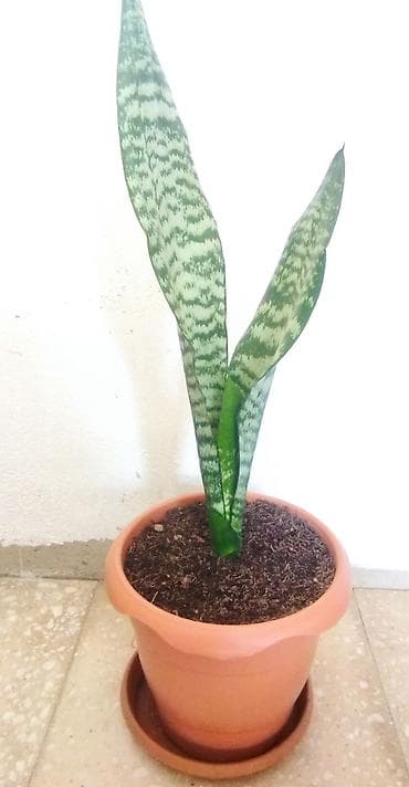 tulpan gulu: Sansevieria gülü — 1