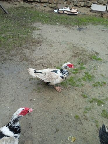 yumurta qoyan heyvanlar: Erkək, | Lal ördək, Ətlik — 3