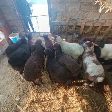 Salam hervaxdız xeyir saxlamlıq quzularm cxdı satqa isdiyen elaqe — 13