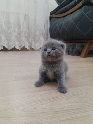 Şotland yastı qulaq