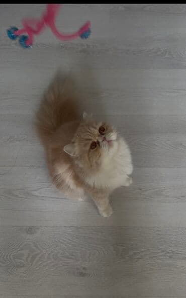 Gəmiricilər: Fars — 3