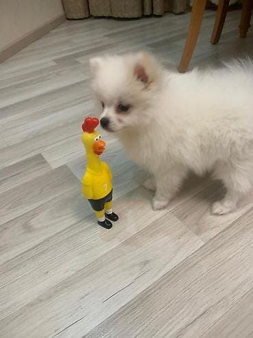 Şpitz, 5 ay, Dişi, Sənədli, Pulsuz çatdırılma