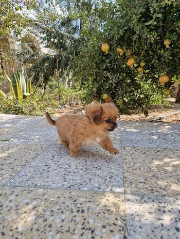 пекинес цена в баку: Пекинес, 2 месяца, Самка, С прививками, Самовывоз — 3