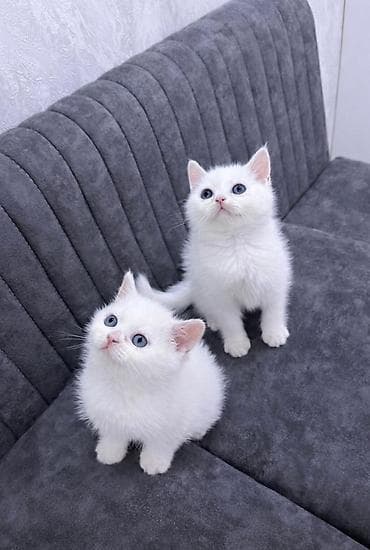 Skotş Fold və Britan pişiyinin balaları - Növ: Scottish Fold (bükük
