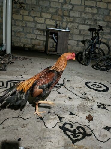 dovsan balasina ne deyilir: - Cins tipajı: uzunboy, incə quruluşlu, dözümlü və çevik bədən forması — 1