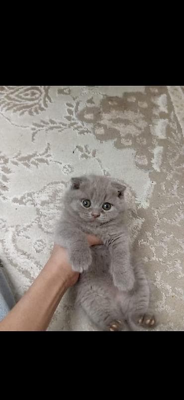 купить шотландского котенка: Шотландская — 2