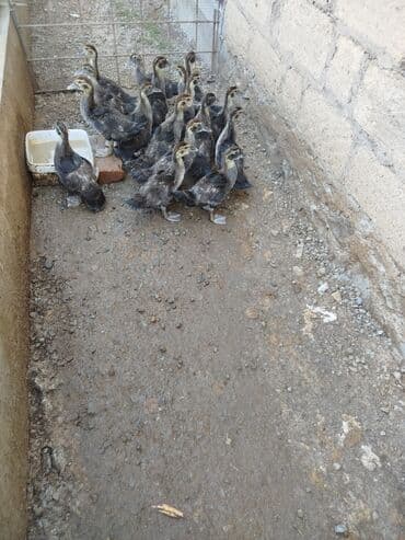 ördək balası və cücə: 17 ədəd ay yarımlıq zümrüd balaları satılır — 1