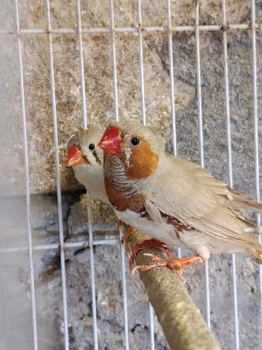 cennet qusu: Amadin quslari. 3 cut Narinci sine (OB) 1 cut - 40 manat saglam — 1