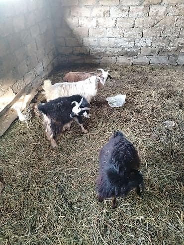 cixuaxua satilir: Salam cepiwder satilir 4 ededi erkeydilar reyal alici narahat ede — 1