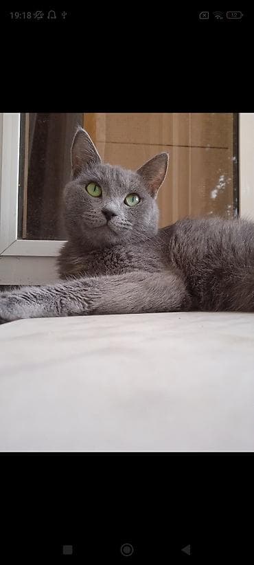 ucuz pisik satisi: Rus mavi — 3