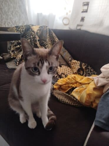 приют для кошек в баку: В добрые руки — 4