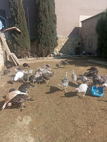 profil ucun pisik sekilleri: Hinduşkalar — 5