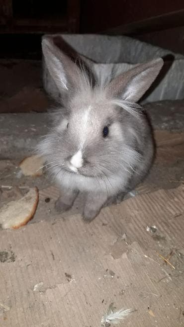 Inəklər, öküzlər: Karlik cinsidi dişidi — 1