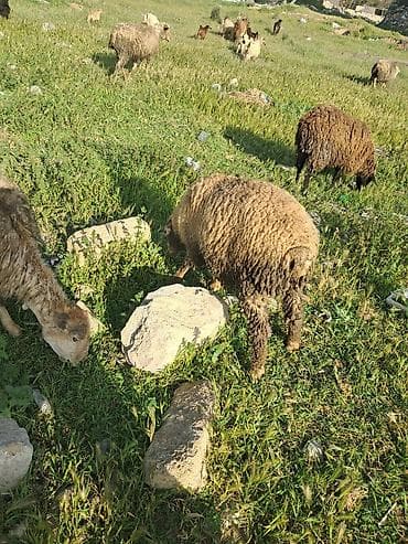 qoyun balasi: Ana bala qoyun balasi erkeydi yeke baladi — 3