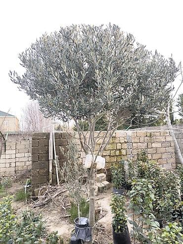 xar tut ağacı: Zeytun ağacı — 2