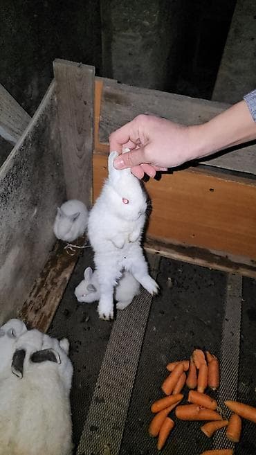 Atlar: Salam iki eded boyuklerdi boyukler satilmir kariforniya cinsidir — 7