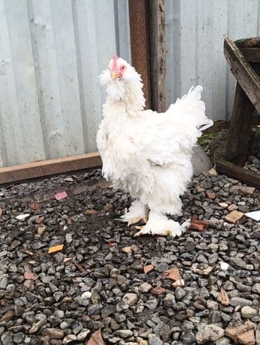 arpa bugda: Toyuq, Brama, Damazlıq — 1