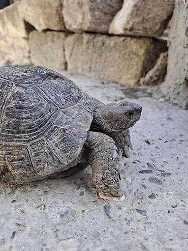 it heyvan: Quru torpaq tısbağası - Növ: Quru torpaq tısbağası (Testudo cinsinə — 1